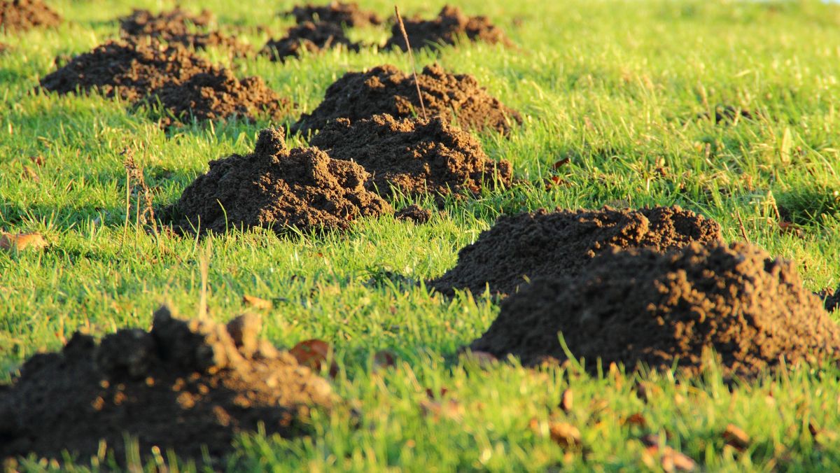 Maulwurf im Garten: Wie Sie einen Maulwurf-unfreundlichen Garten gestalten
