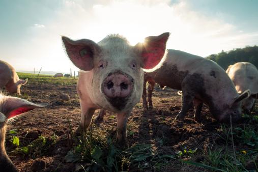 10 Gründe, warum dein Schatz ein Schwein ist